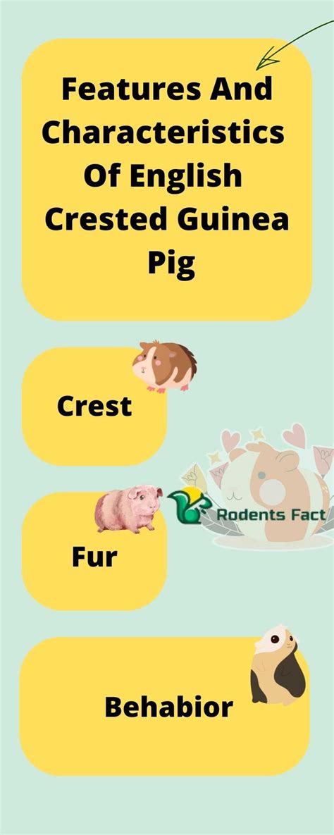 English Crested Guinea Pig Important Facts And Characteristics