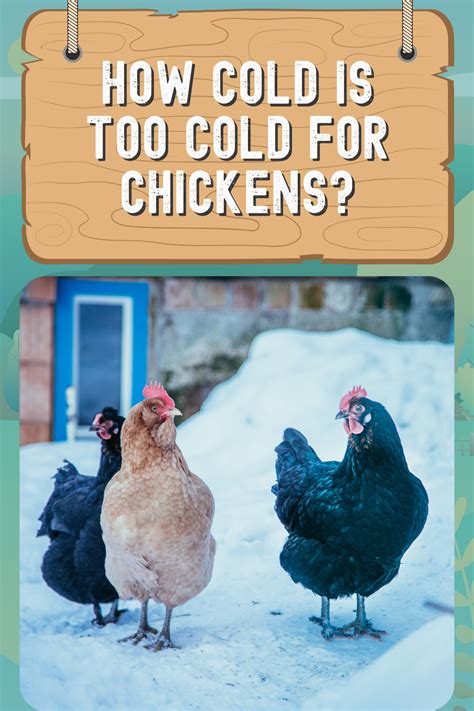 How Cold Is Too Cold For Chickens In Chickens Backyard