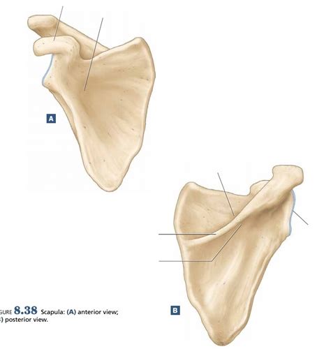 Scapula A P Diagram Quizlet