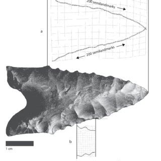 4 Illustration Of Landmark Approach To Geometric Morphometric Shape