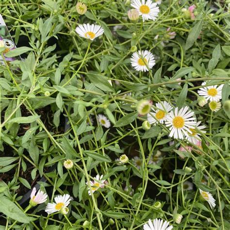 Erigeron Karvinskianus Profusion L Alpine Garden Scene Jersey