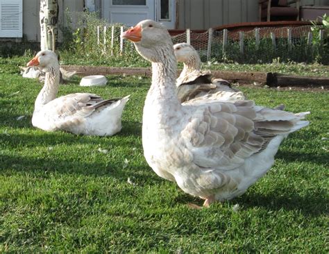 Buff Dewlap Toulouse Geese Backyard Chickens Learn How To Raise