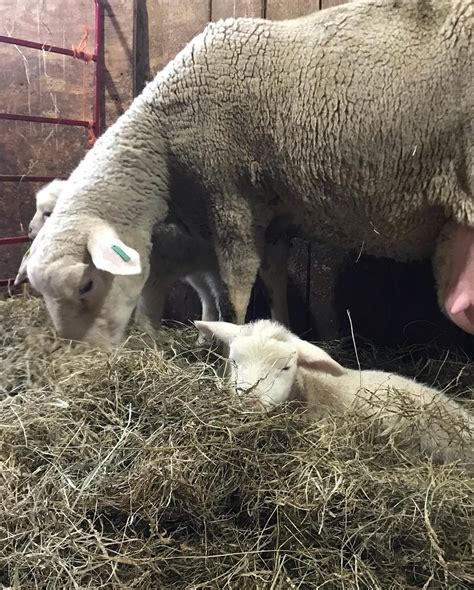 Critical Nutrition Inputs For Ewe Nutrition Osu Sheep Team