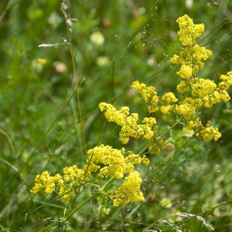 Yellow Bedstraw Seeds (Galium verum) – Frozen Seed Capsules™