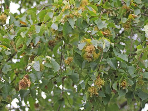 Corylus colurna