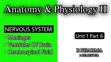 MENINGES VENTRICLE OF BRAIN CEREBROSPINAL FLUID CSF ANATOMY AND