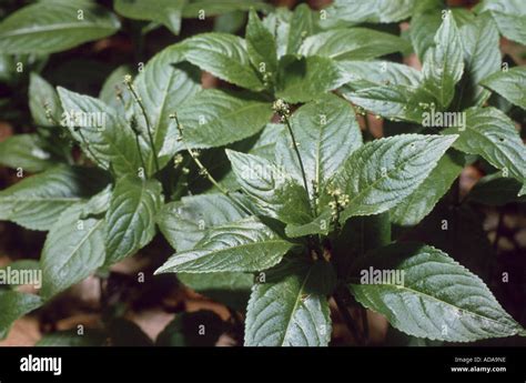 Dogs Mercury Mercurialis Perennis Male Plants Stock Photo Alamy