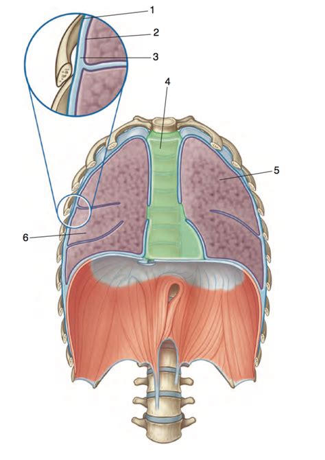 Pleura Diagram Quizlet