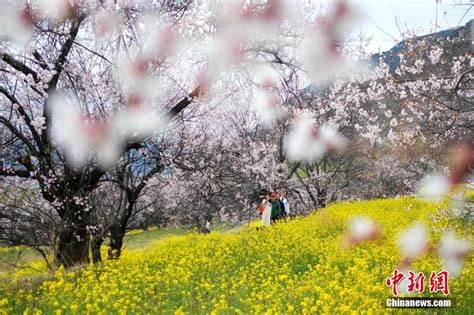 西藏林芝：雪域“江南” 桃花盛开