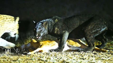 Amazing A Black Panther Shows His Strength In The Face Of His Prey