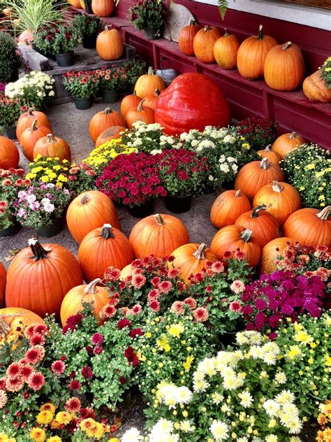 pumpkins and mums | Autumn aesthetic, Autumn beauty, Pumpkin patch