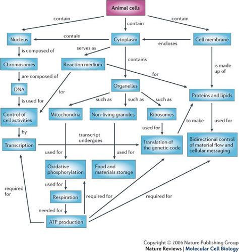 Concept Map Of Cell Cycle