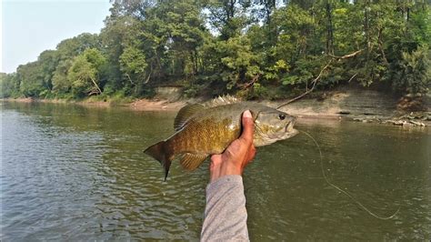 Creek Fishing For Big Smallmouth Bass W The Wacky Worm Youtube