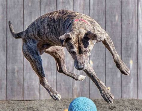 Forever Home Sought For Dog After Year At Hamden Shelter