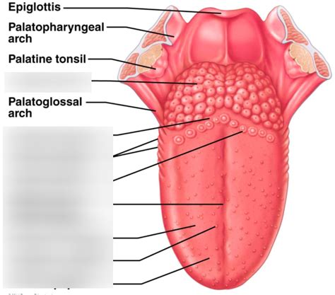 Terminal Sulcus