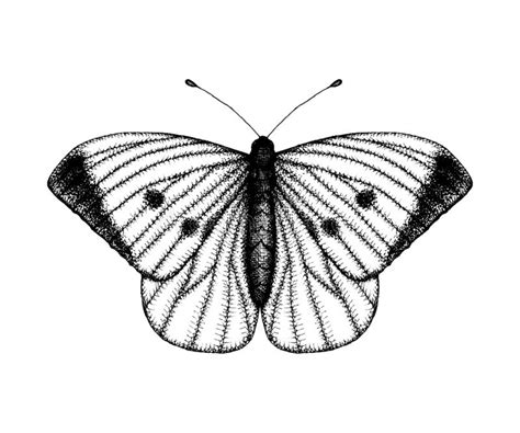 Borboleta Preta Do Branco Do Ilustrações Vetores E Clipart De Stock