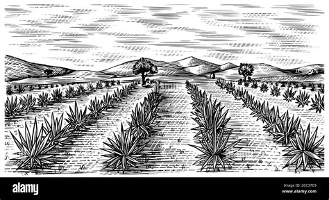 Agave Field Vintage Retro Landscape Harvesting For Tequila Making