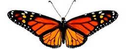Butterfly Zone | Everything about Butterfly