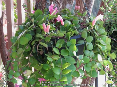 Photo Of The Entire Plant Of Lipstick Plant Aeschynanthus Thai Pink