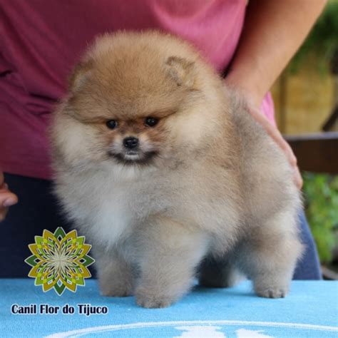 Adorable Cachorro Lulu Da Pomerania Filhote Preco L2sanpiero