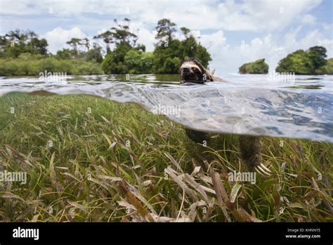 Pygmy Three-toed Sloth (Bradypus pygmaeus) swimming in mangrove forest ...