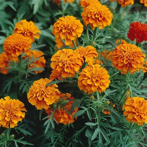 5 Reasons To Plant Marigolds In Your Garden Now Gardening Without