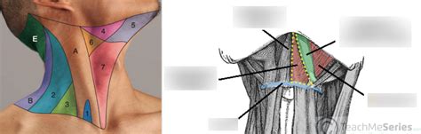 Anterior Triangle Submental Diagram Quizlet