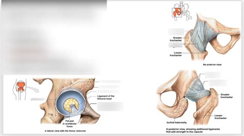 Hip Joint Diagram Quizlet