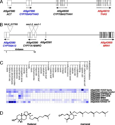 Formation Of Plant Metabolic Gene Clusters Within Dynamic Chromosomal