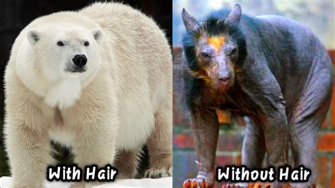 Bears Without Hair