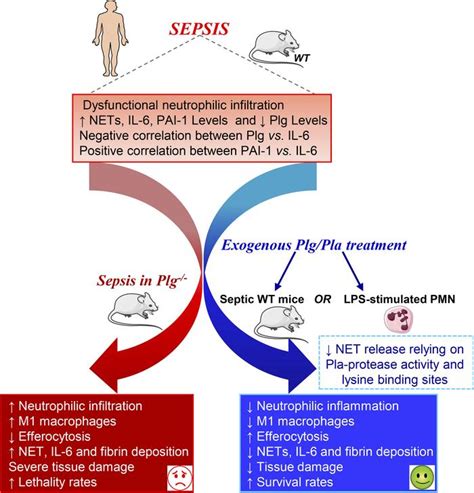 Jci Insight Plasmin And Plasminogen Prevent Sepsis Severity By