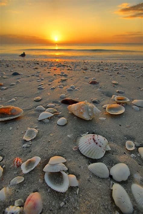 Beautiful Shelling Beaches In Florida Florida Trippers Marco