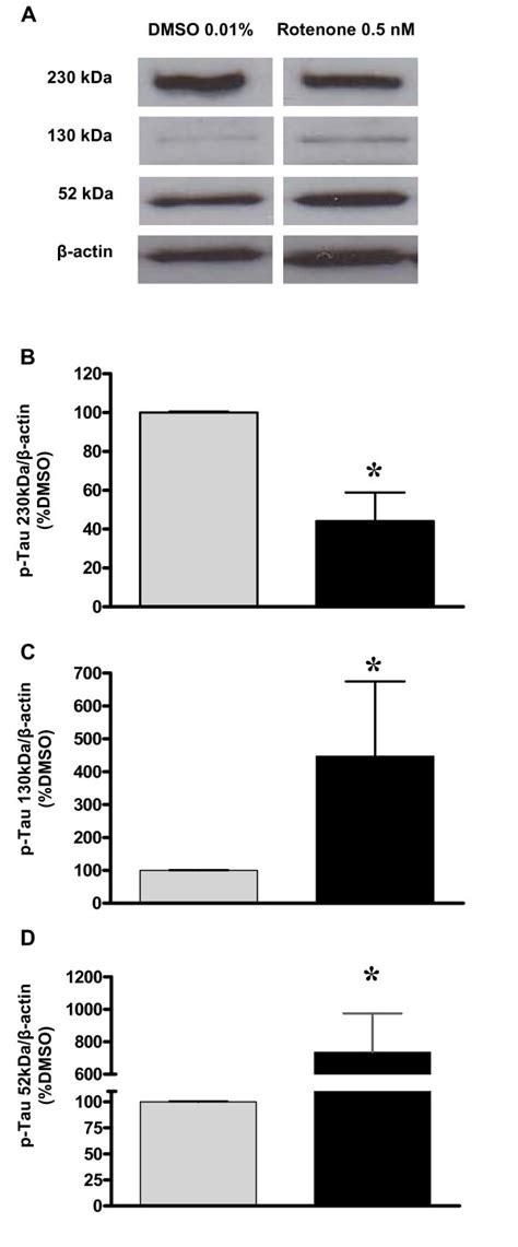 Quantification Of Hyperphosphorylated Tau After Rotenone Exposure