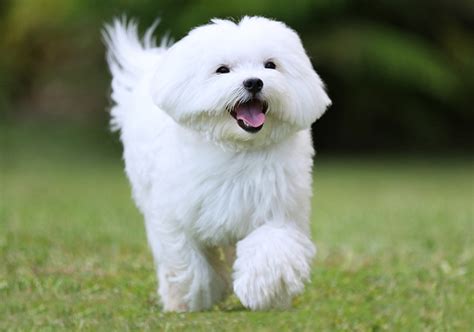 Full Grown Maltese