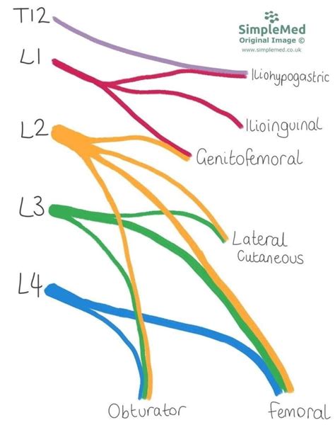 Lumbar Plexus Nerve Dermatomes Dermatomes Chart And Map