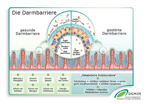 Das Darmmikrobiom Praxis F R Naturheilkunde