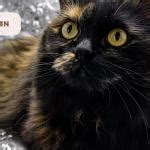 types  black cat breeds shorthair  longhair black cats