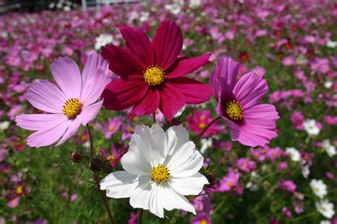 Cosmos Bipinnatus