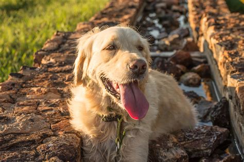 Hilarious Rescue Mission Mounted After Golden Retriever Gets Stuck in ...