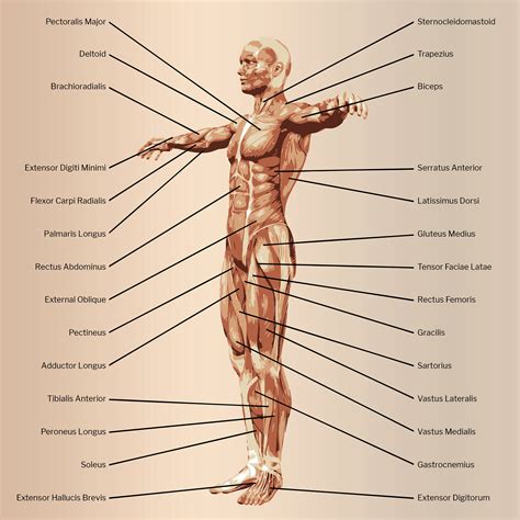 Musculoskeletal scans – Ultrasound Scanning Services