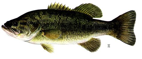 Largemouth Bass