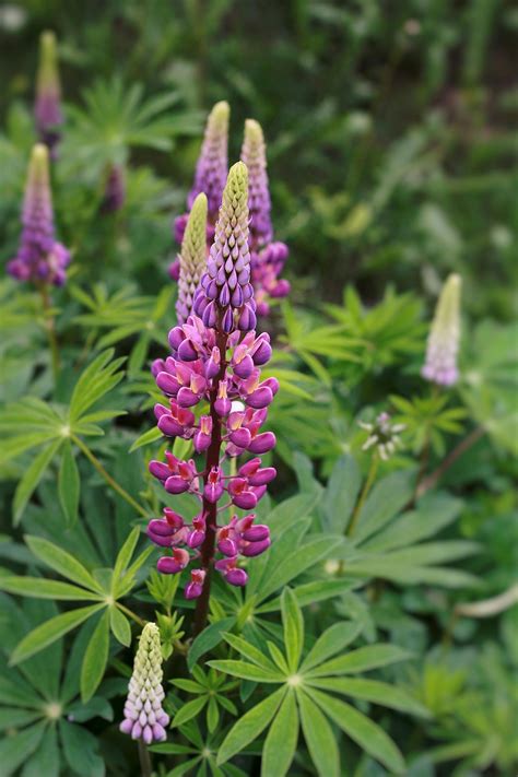 Green and Purple Plant Leaves · Free Stock Photo