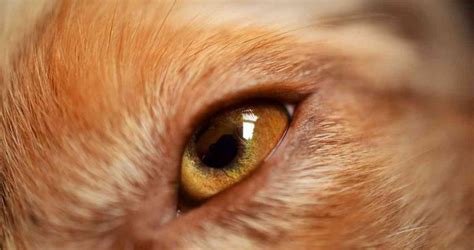 Dog Eye Infection Treatment And Causes A Guide