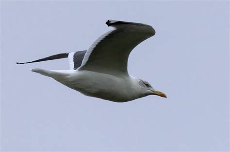 Great Black-backed Gull | BirdForum