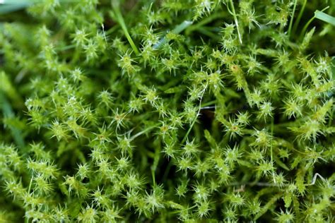 Square Gooseneck Moss Bryophyta Mosses Of Vancouver Island