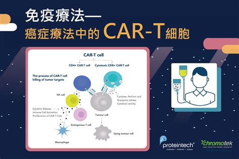 Proteintech 免疫療法— 癌症療法中的car T細胞