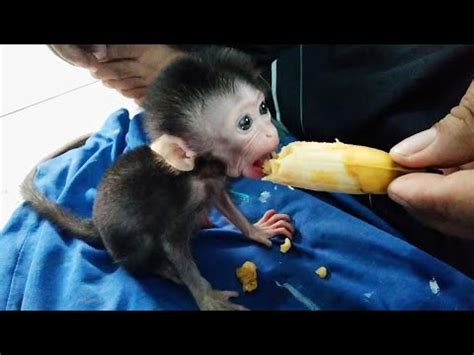 Adorable The Baby Monkey Bella YouTube