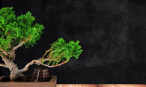 Come Curare Il Bonsai Carmona Mondo Bonsai