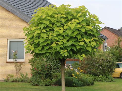 Kugel Trompetenbaum Nana Catalpa Bignonioides Nana Baumschule