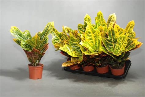 Кротон (кодиеум): выращивание и уход в домашних условиях